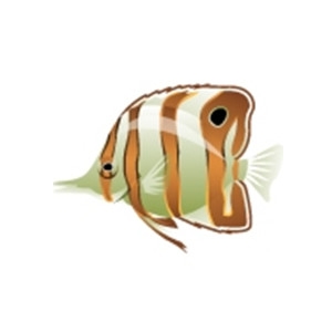 Copper Butterflyfish